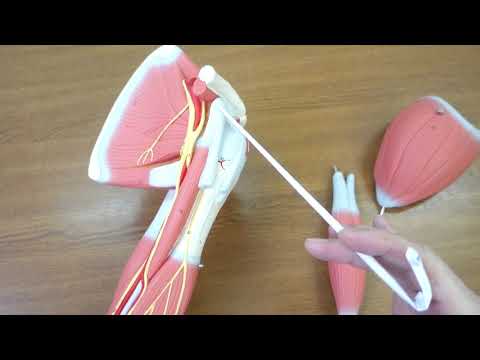 Видео: Мышцы плеча