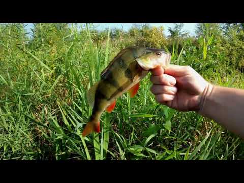 Видео: ZipBaits rigge 70 на окуня
