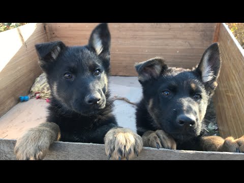 Видео: Покупка щенка немецкой овчарки | Выбираем друга для Алисы | Buying a German Shepherd puppy