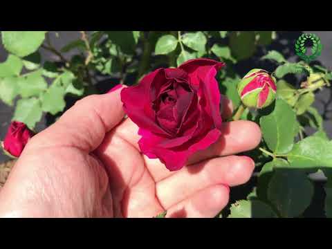 Видео: Болезни роз атаковали раньше времени. Как помочь? Рабочие препараты. Первое цветение пионов.