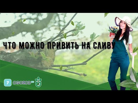 Видео: Что можно привить на сливу