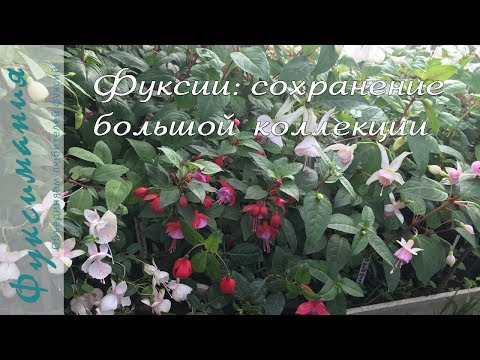Видео: Фуксии: сохранение большой коллекции