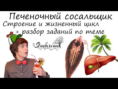 Видео: Печеночный сосальщик. Строение и жизненный цикл печеночного сосальщика. Примеры решения заданий
