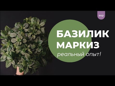Видео: БАЗИЛИК МАРКИЗ / ПОСАДКА И ВЫРАЩИВАНИЕ / АЭРОПОНИКА