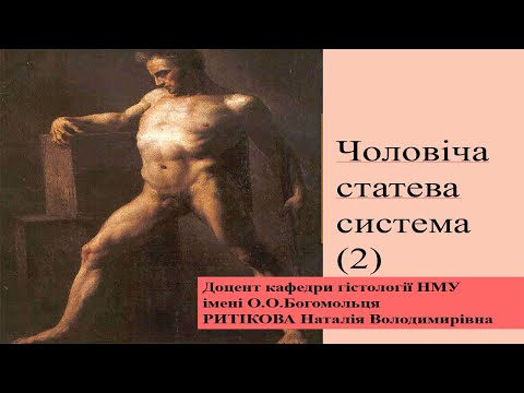 Видео: Лекція- Чоловіча статева система