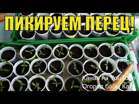 Видео: КОГДА И КАК ПИКИРОВАТЬ ПЕРЕЦ! РАССАДА ПЕРЕЦ! КАК ВЫРАСТИТЬ РАССАДУ ПЕРЦА БЕЗ ОШИБОК!