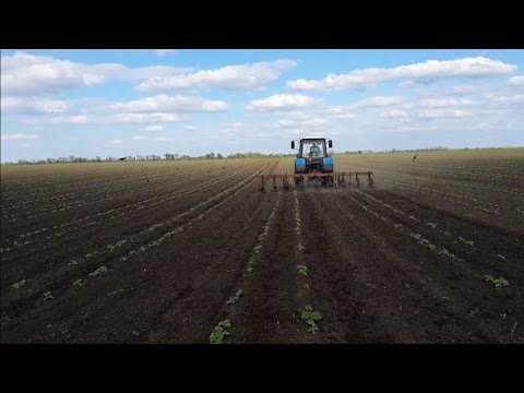 Видео: Культивация междурядья подсолнечника