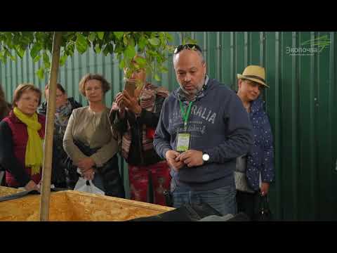 Видео: Озеленение скатной кровли