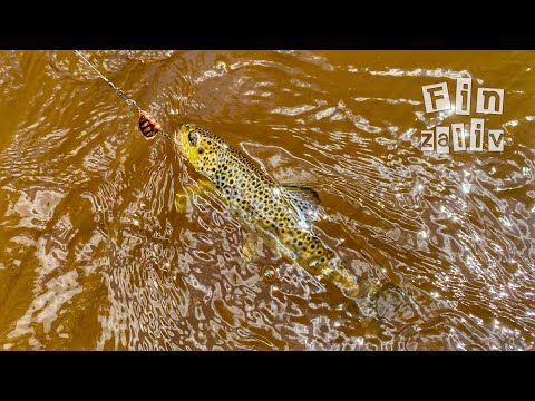 Видео: Ловля дикой форели и хариуса на лесных реках Ленинградской области