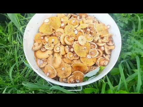 Видео: Грибы рыжики. Засолка сухим способом. 2 рецепта.