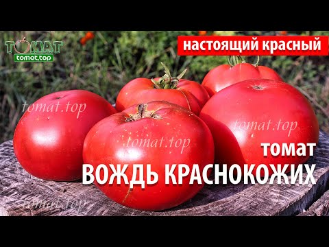 Видео: Томат Вождь краснокожих. Описание и характеристики сорта. Отзыв о томате