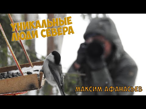 Видео: Фото охота на птиц с Максимом Афанасьевым / уникальные люди севера