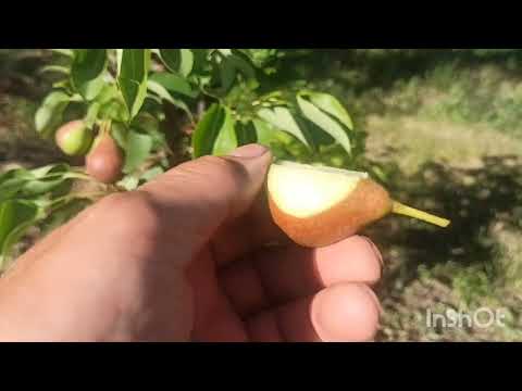 Видео: Прививка груши на яблоню. Можно, или нельзя?