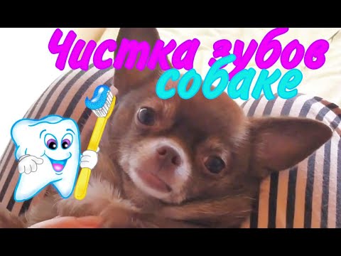 Видео: Чистим зубы чихуахуа.😁Идеальная собака))
