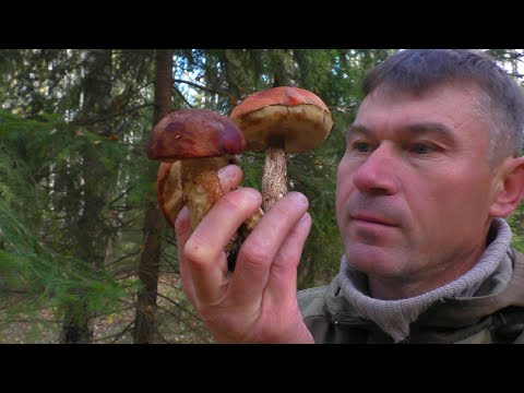 Видео: ПУХЛЕНЬКИЕ ГРИБЫ В ОКТЯБРЕ! Не ожидал столько найти грибов! А ОНИ ЕСТЬ  🍄
