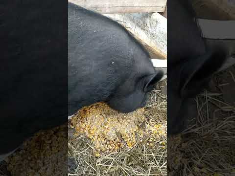Видео: маленькие свиньячие мордашки #вьетнамских #поросят и кто попался в наш #капкан