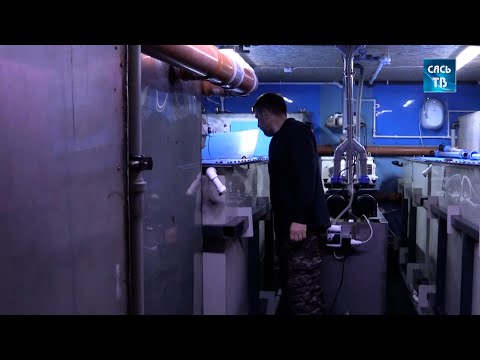 Видео: Фёдор Ваничев - хозяин рыбной фермы из Сясьстроя