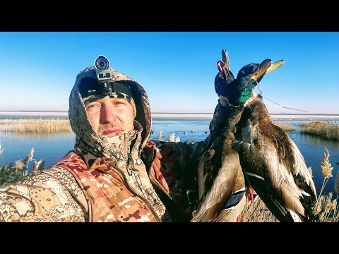 Видео: Лучшие налеты уток 2022 Охота с подсадной уткой Открытие охоты на утку в Сибири Охота на утку 2020