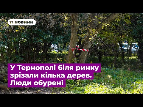 Видео: У Тернополі біля ринку зрізали кілька дерев. Люди обурені