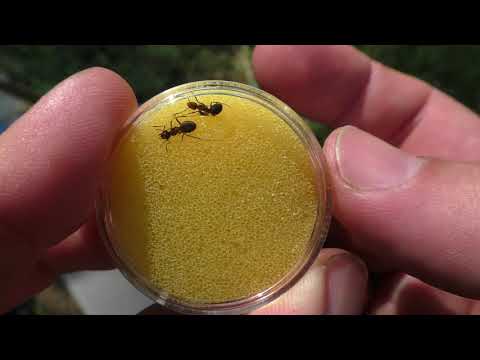 Видео: Методы сбора насекомых. Часть 1