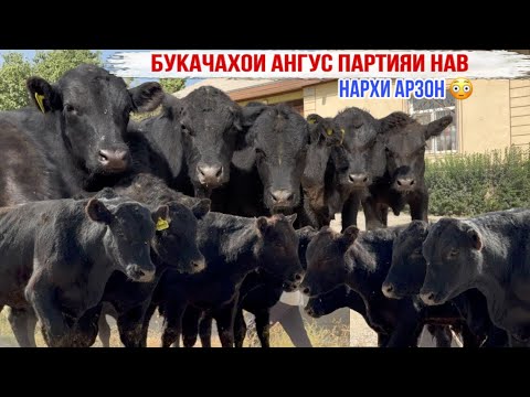 Видео: ПАРТИЯИ НАВ БУКАЧАХОИ АНГУС НАРХИ АРЗОН ДЕР НАМОНЕД 13 сентября 2025 г.