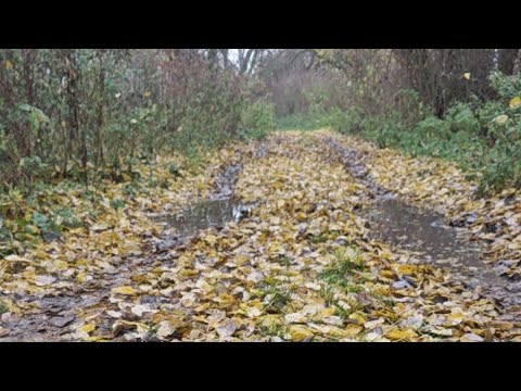 Видео: рыбалка в дебрях на малой реке