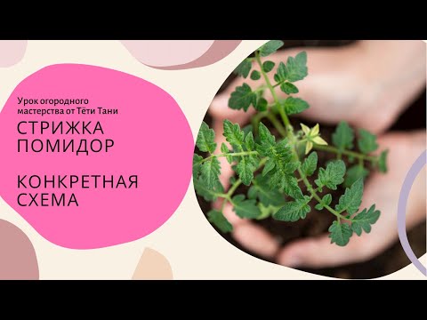 Видео: 498. Как отличить и как удалить ПАСЫНОК на томатах....