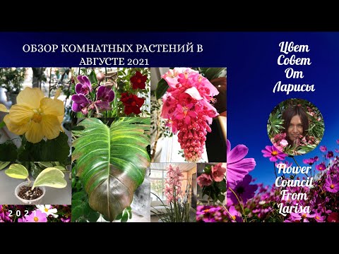 Видео: ОБЗОР КОМНАТНЫХ РАСТЕНИЙ В АВГУСТЕ 2021