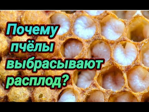 Видео: Почему пчёлы выбрасывают расплод? Ошибки пчеловода. Пчеловодство для вас. Пасека для вас