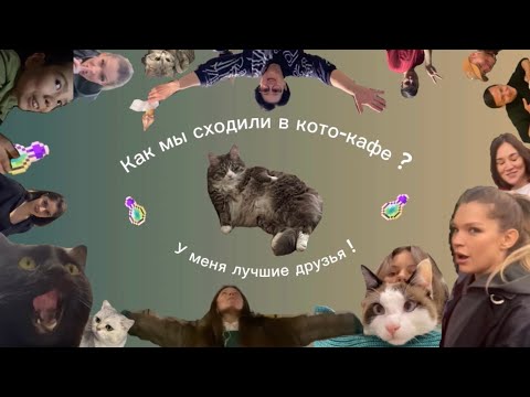 Видео: Кото-кафе в Ташкенте | Максим