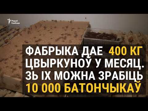 Видео: Як гадуюць і ядуць цвыркуноў | Как выращивают и едят сверчков