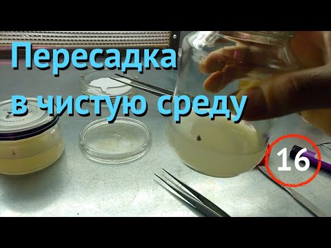Видео: [16] Пересадка земляники в чистую среду, опрыскивание черенков туи