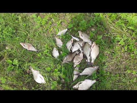 Видео: Утром наловил,вечером коптим.(август 2025)