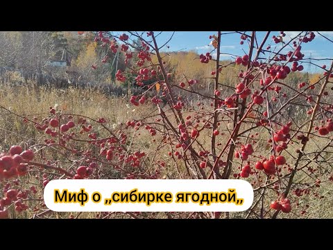 Видео: Миф о ,,сибирке ягодной,,