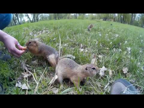 Видео: Суслики на острове Татышев