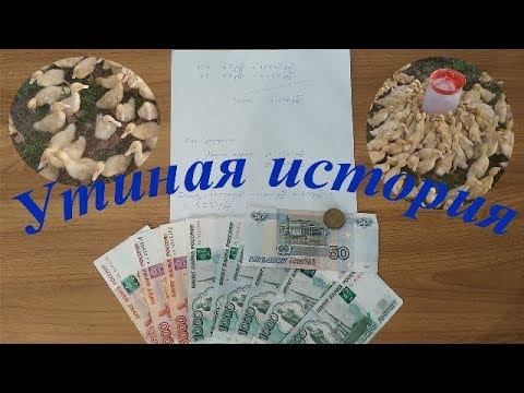 Видео: ПРОДАЛ  200 утят!!! Получилось заработать? Подсчитываем итоги!