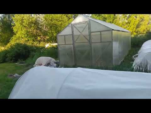 Видео: Весь огород замульчировала сеном🤗🤗🤗размножаю клубнику ☺️