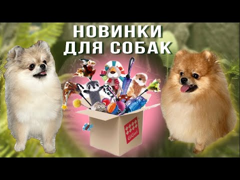 Видео: Большая распаковка для собак 🐾 Классные зоотовары GiGwi & Gamma 🎁 КОНКУРС