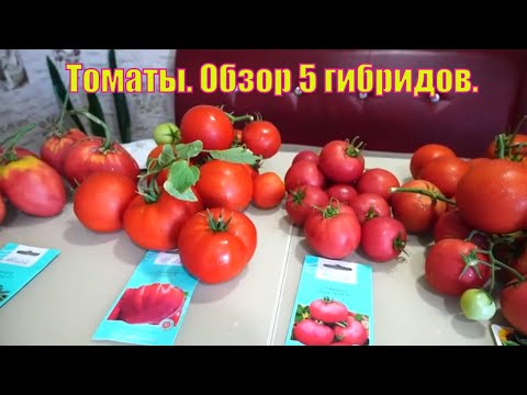 Видео: Томаты . Обзор  5 гибридов