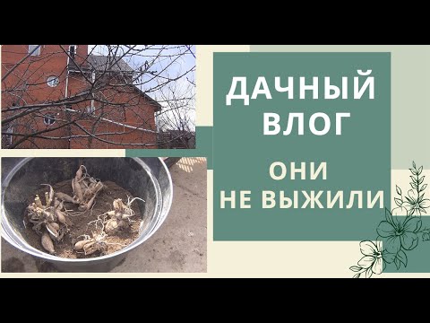 Видео: Работы в саду в апреле. Они не выжили😱Георгины в горшках