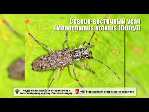 Видео: Северо-восточный усач (Monochamus notatus (Drury))