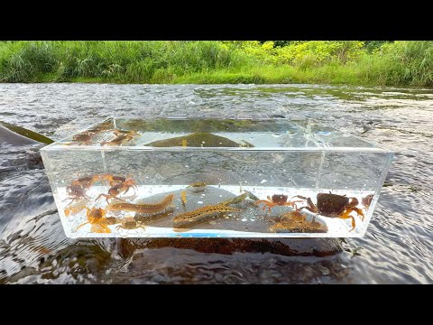 Видео: Красивые рыбы и водные насекомые в японских реках. Болотные крабы, гольцы, пресноводные креветки.