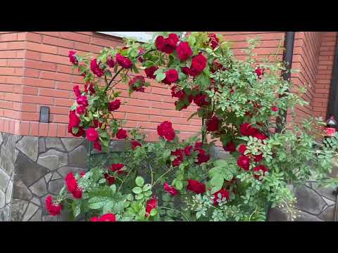 Видео: Черенкування троянд. Як прижилися черенки троянд.