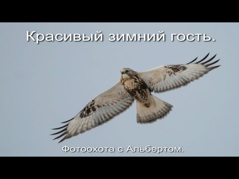 Видео: Фотоохота с Альбертом. Красивый зимний гость.