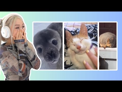 Видео: Самые смешные клипы с животными РЕАКЦИЯ!!!