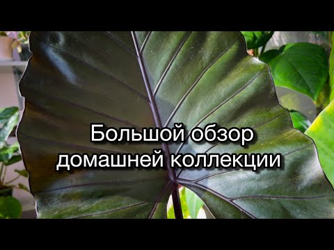 Видео: Большой ОБЗОР растений 🌱 у меня дома😉(10.01.2025)