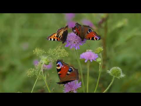 Видео: Фильм 7: Таинственные превращения. (Part 7: Mysterious transformations)