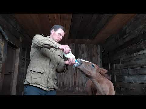 Видео: Выкармливание жеребёнка коровьем молоком