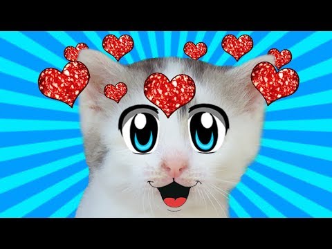 Видео: СМЕШНОЙ КОТ И КОШКА МУРКА отмечают ДЕНЬ СВ. ВАЛЕНТИНА! НОВЫЙ ЧЕЛЛЕНДЖ VALENTINE'S DAY! ЛЮБОВЬ