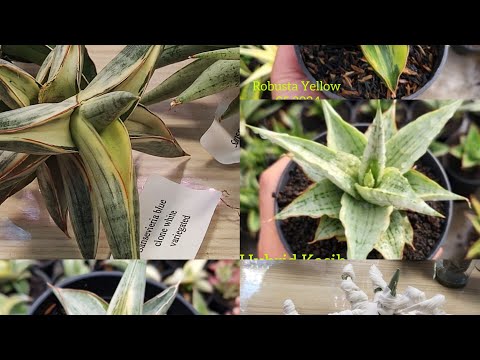 Видео: Сансевиерии новинки Robusta Yellow,Hybrid Kasih, Blue clone white variegated обзор покупки